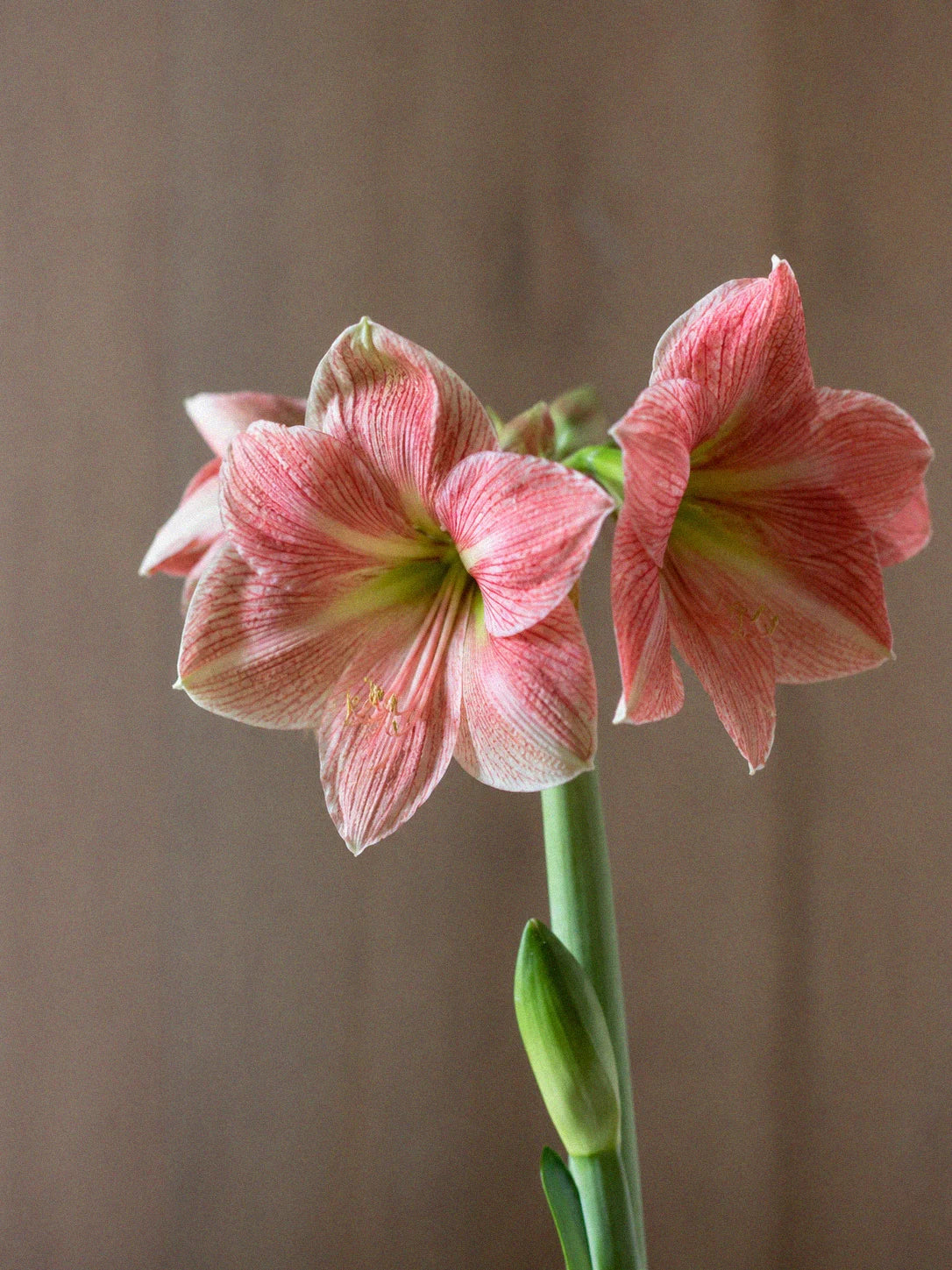 Miniatyrbild 1