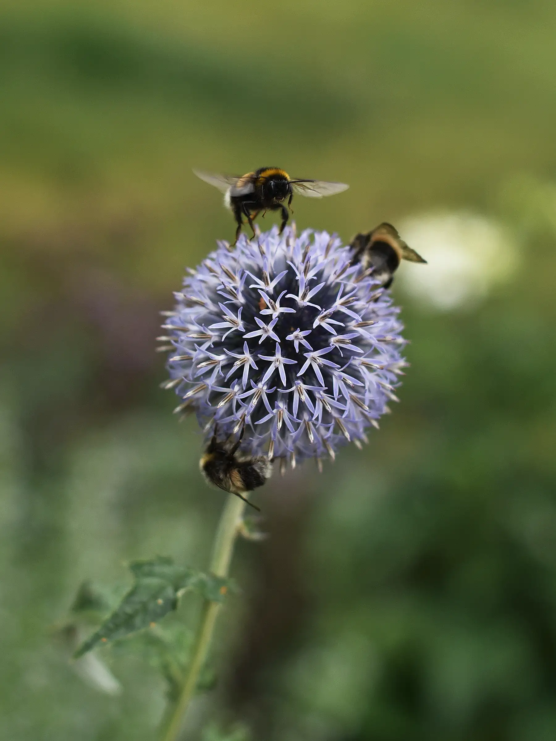 Miniatyrbild 1