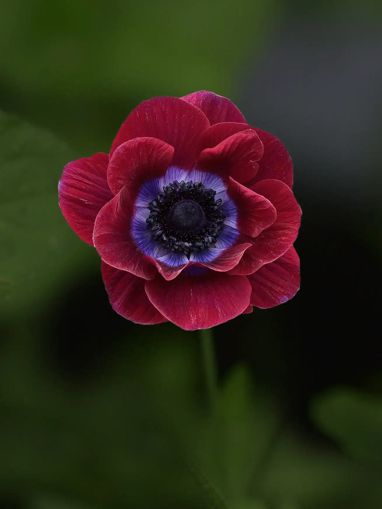 Miniatyrbild 1