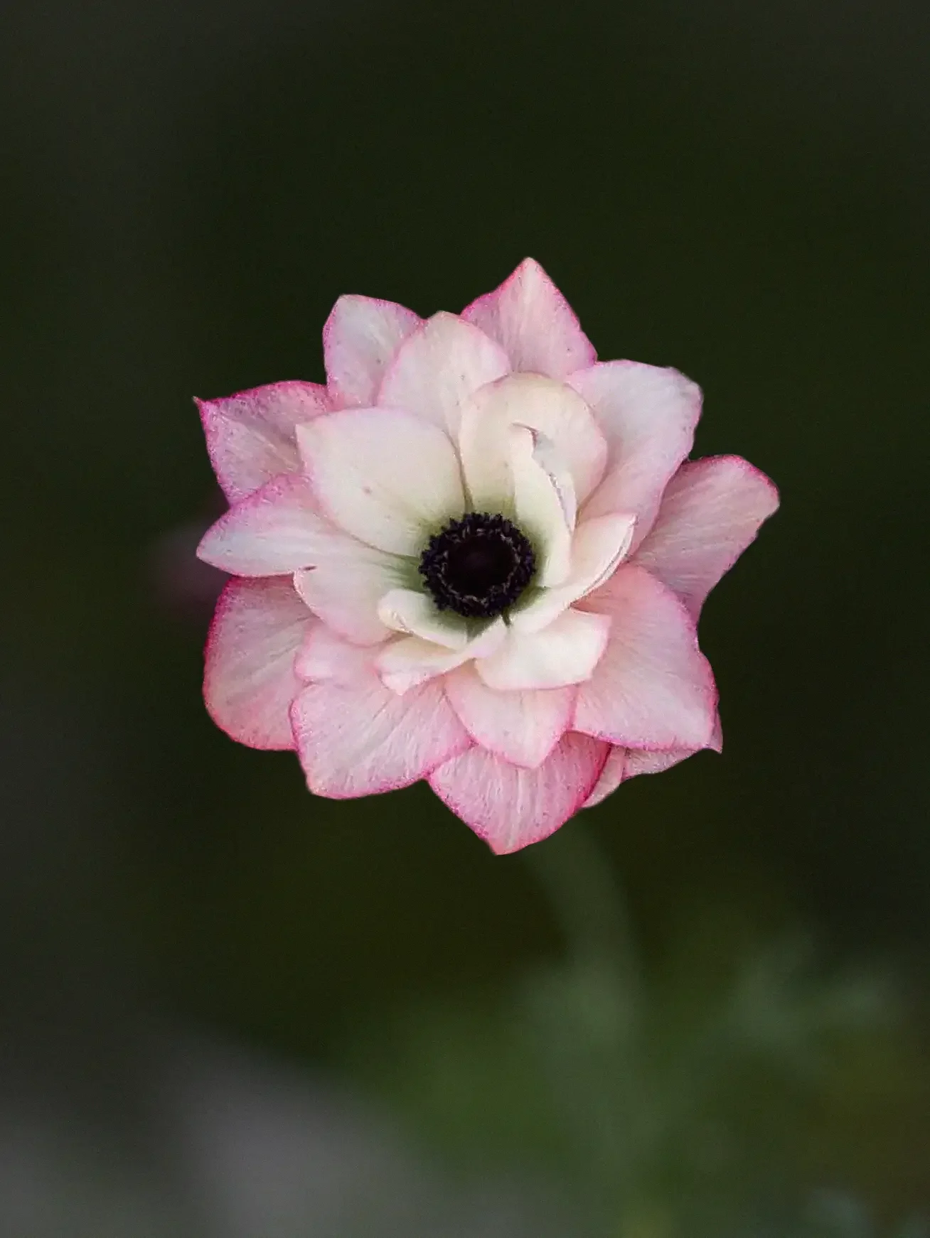Miniatyrbild 1