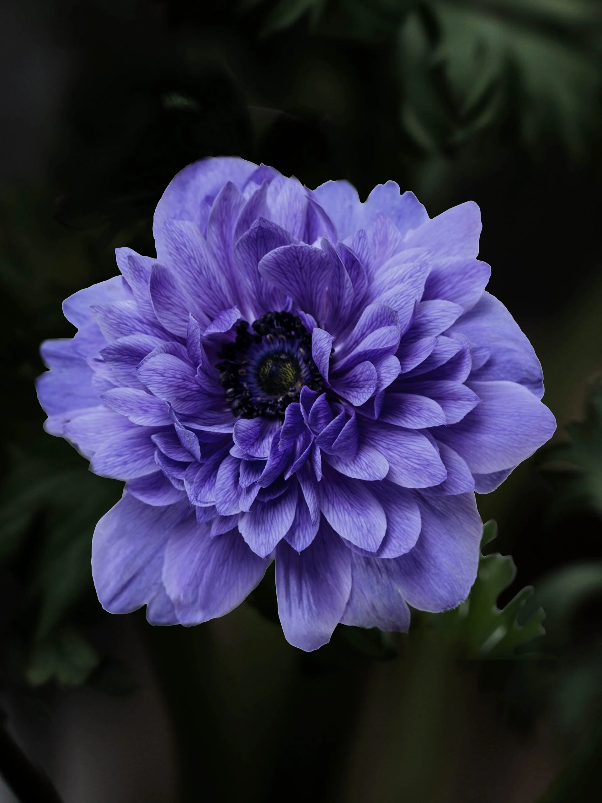 Miniatyrbild 1