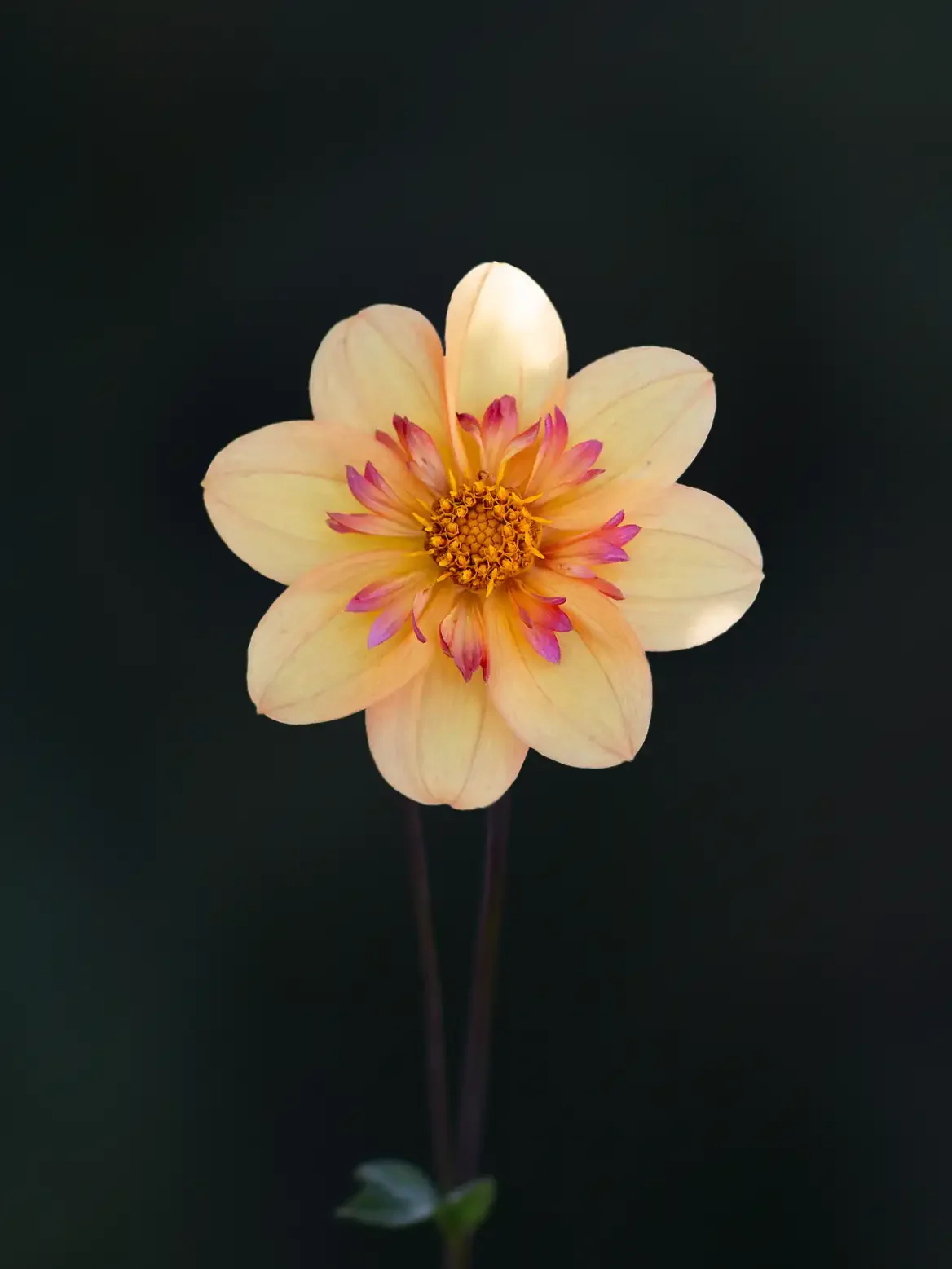 Miniatyrbild 1