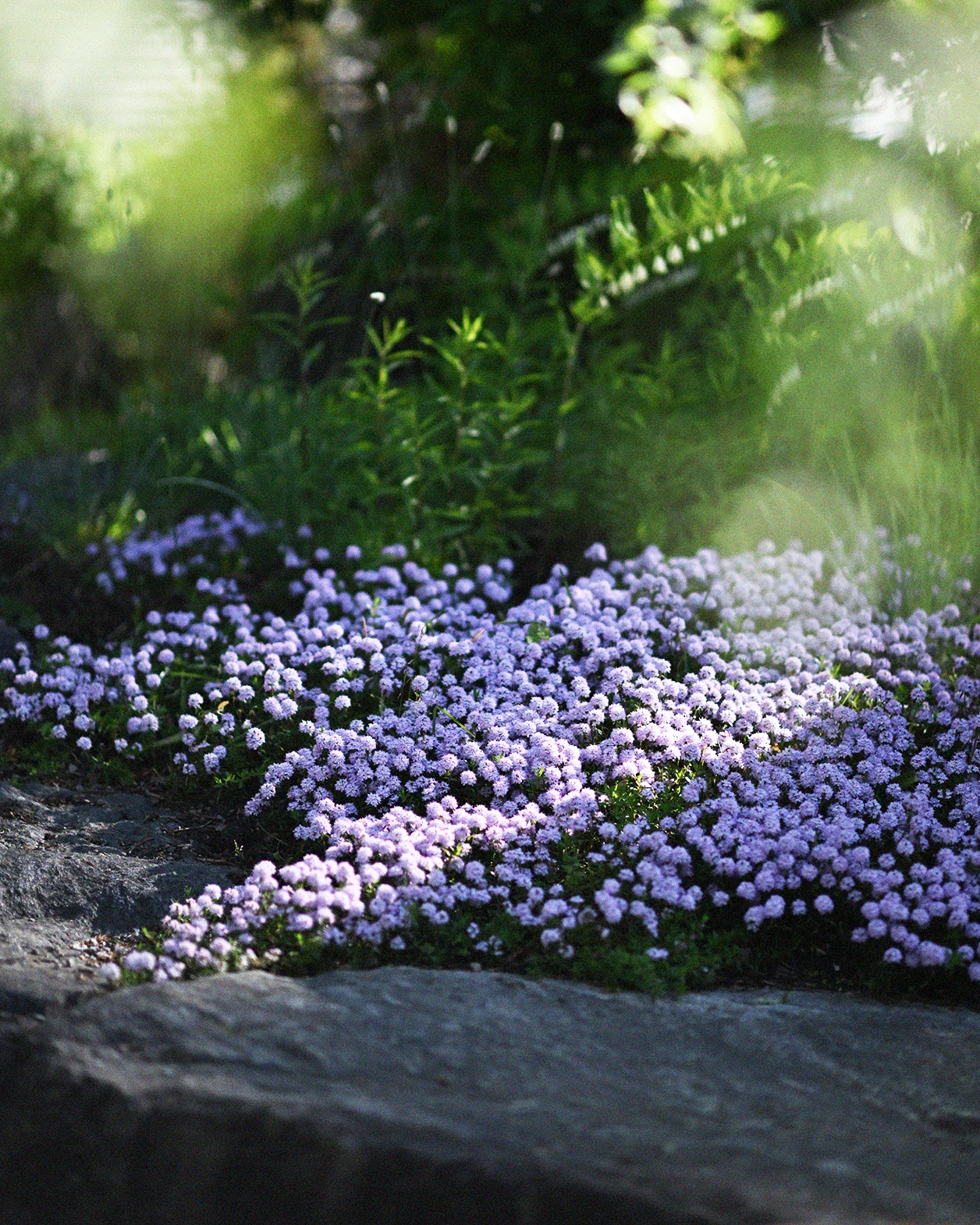 Miniatyrbild 1