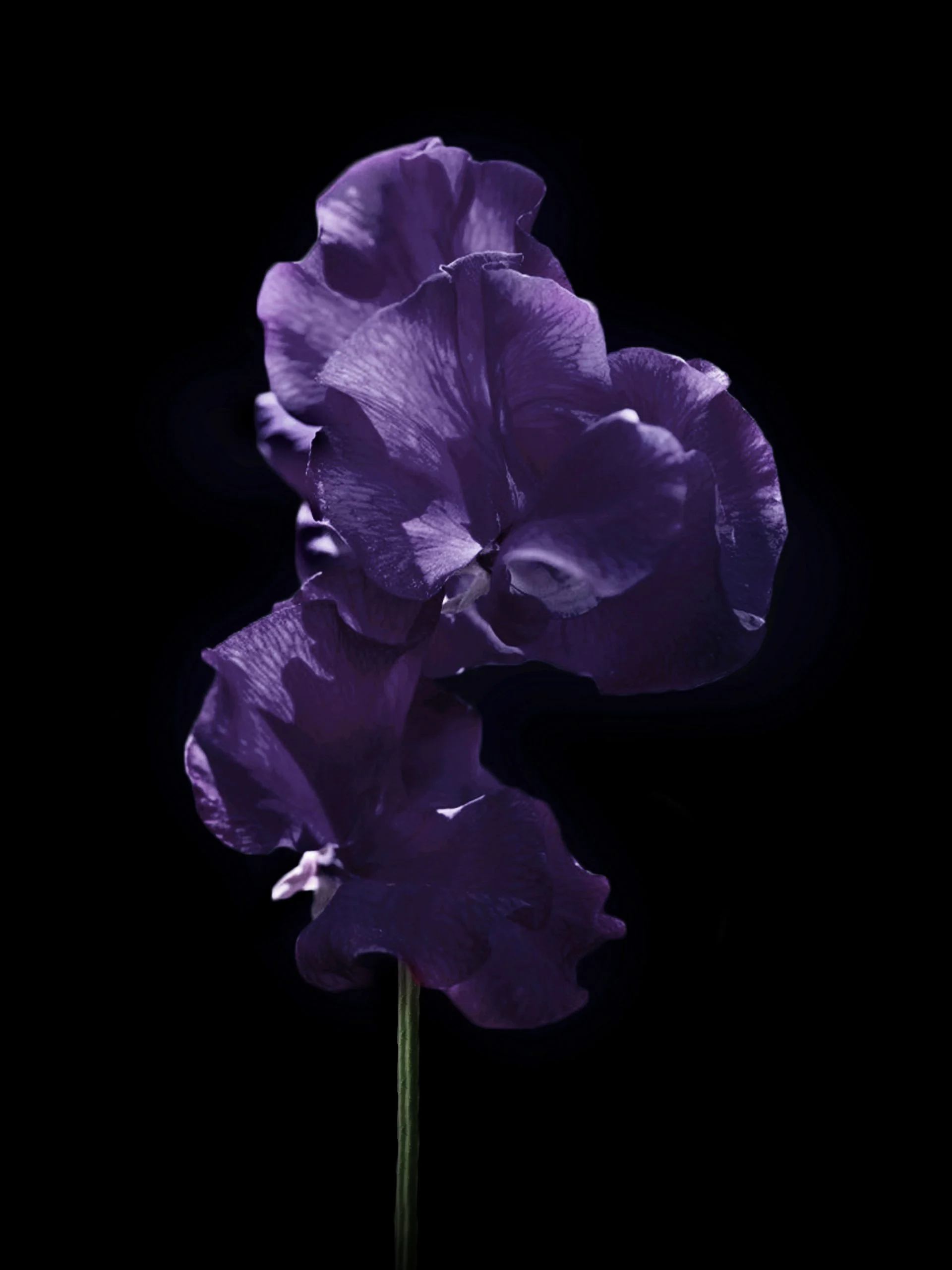Miniatyrbild 1