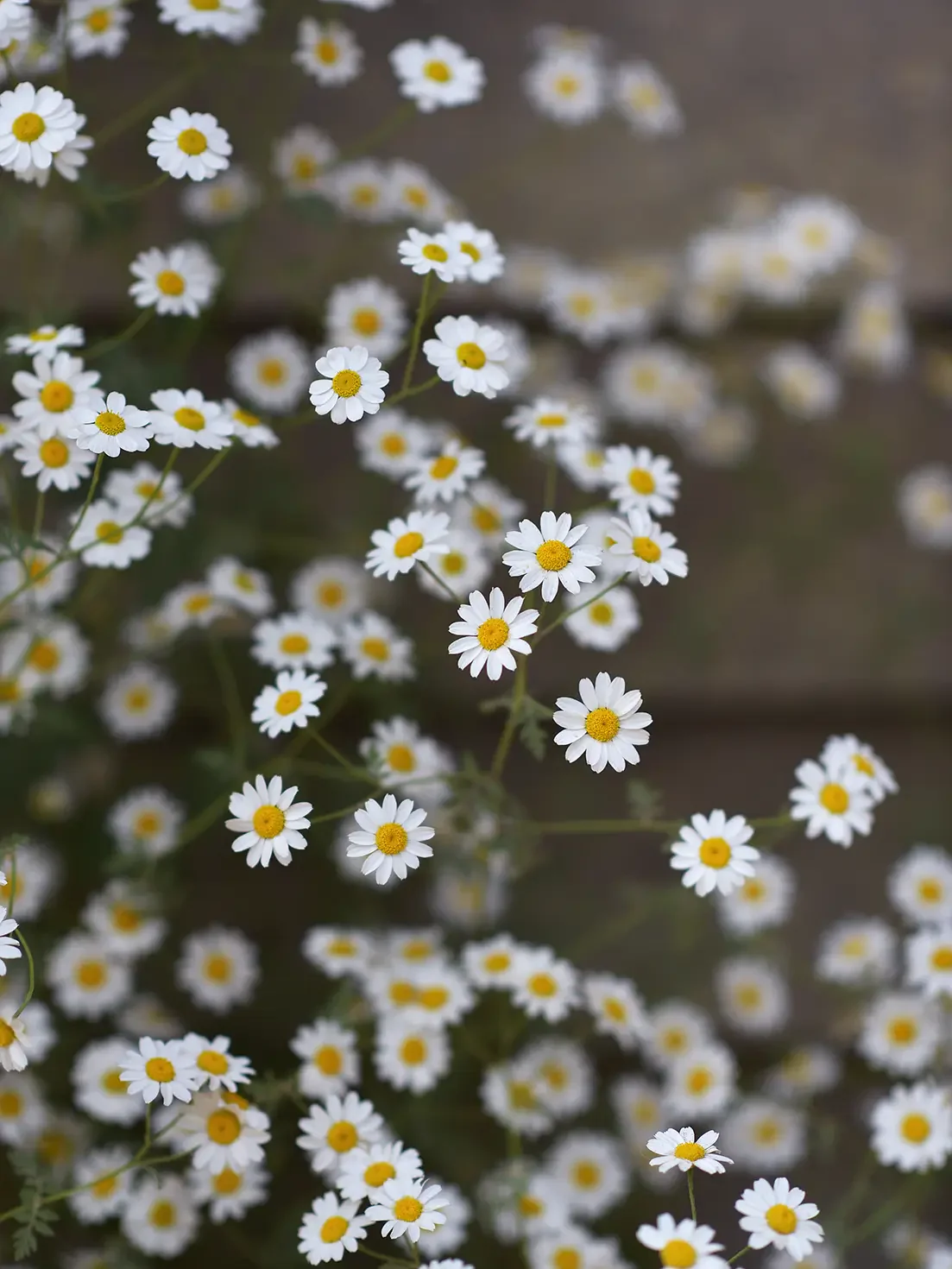 Miniatyrbild 1