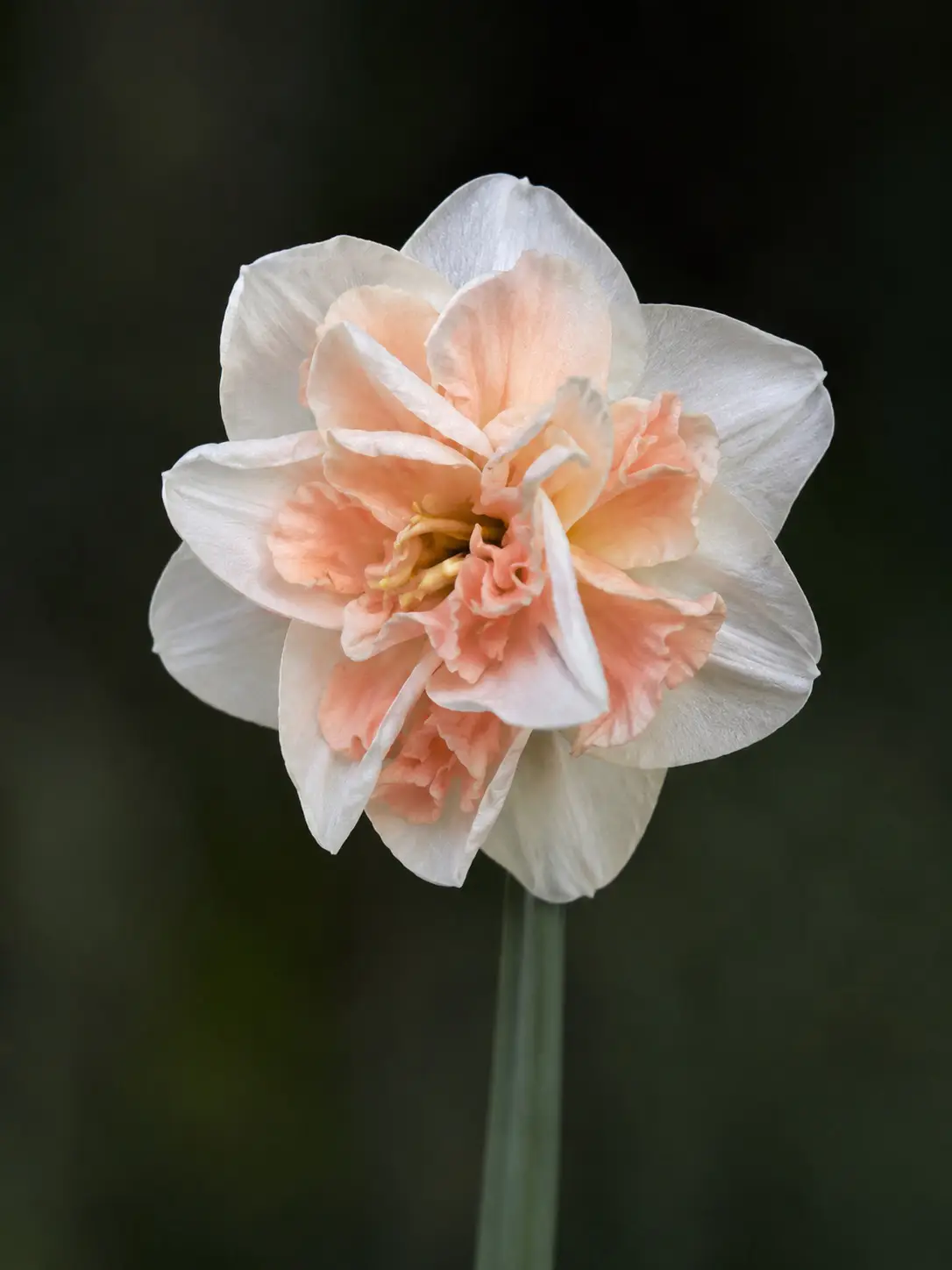 Narcisser