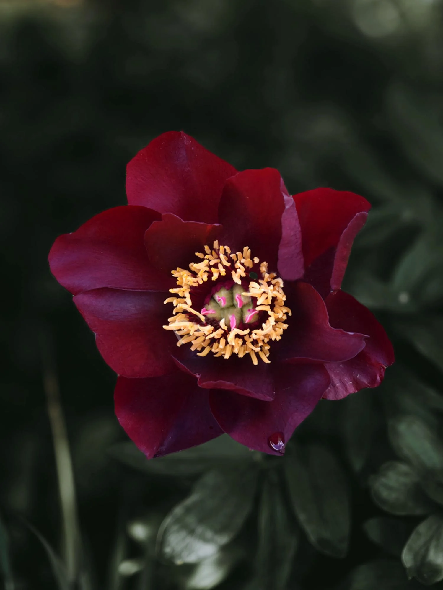 Miniatyrbild 1