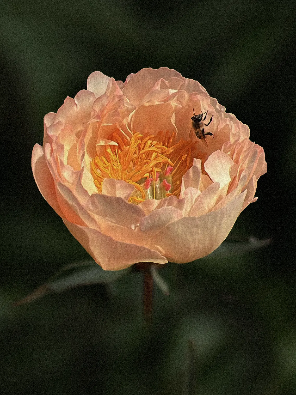 Miniatyrbild 1