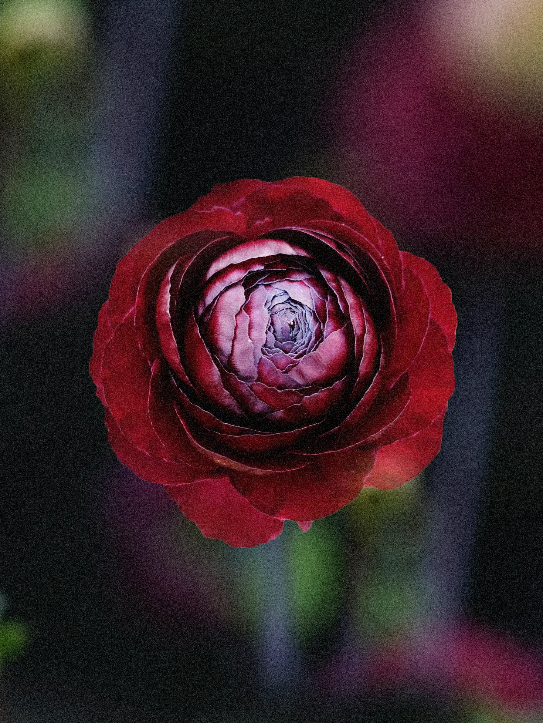 Miniatyrbild 1