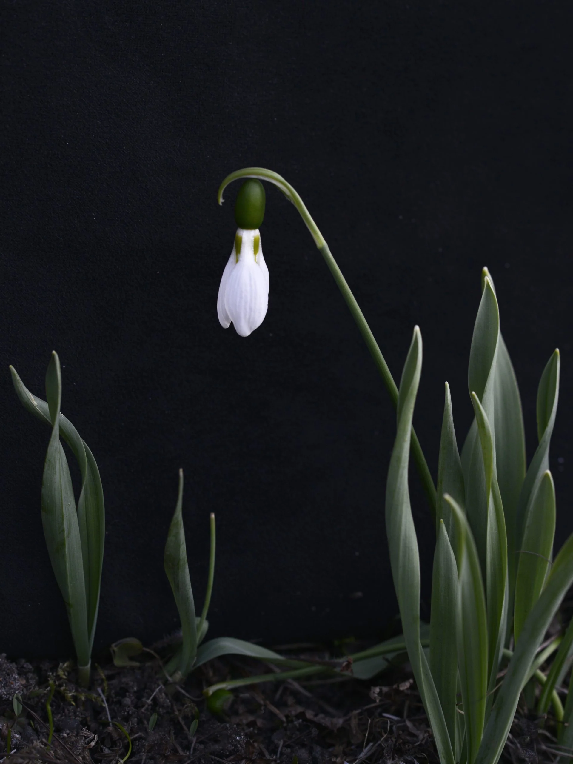 Miniatyrbild 1