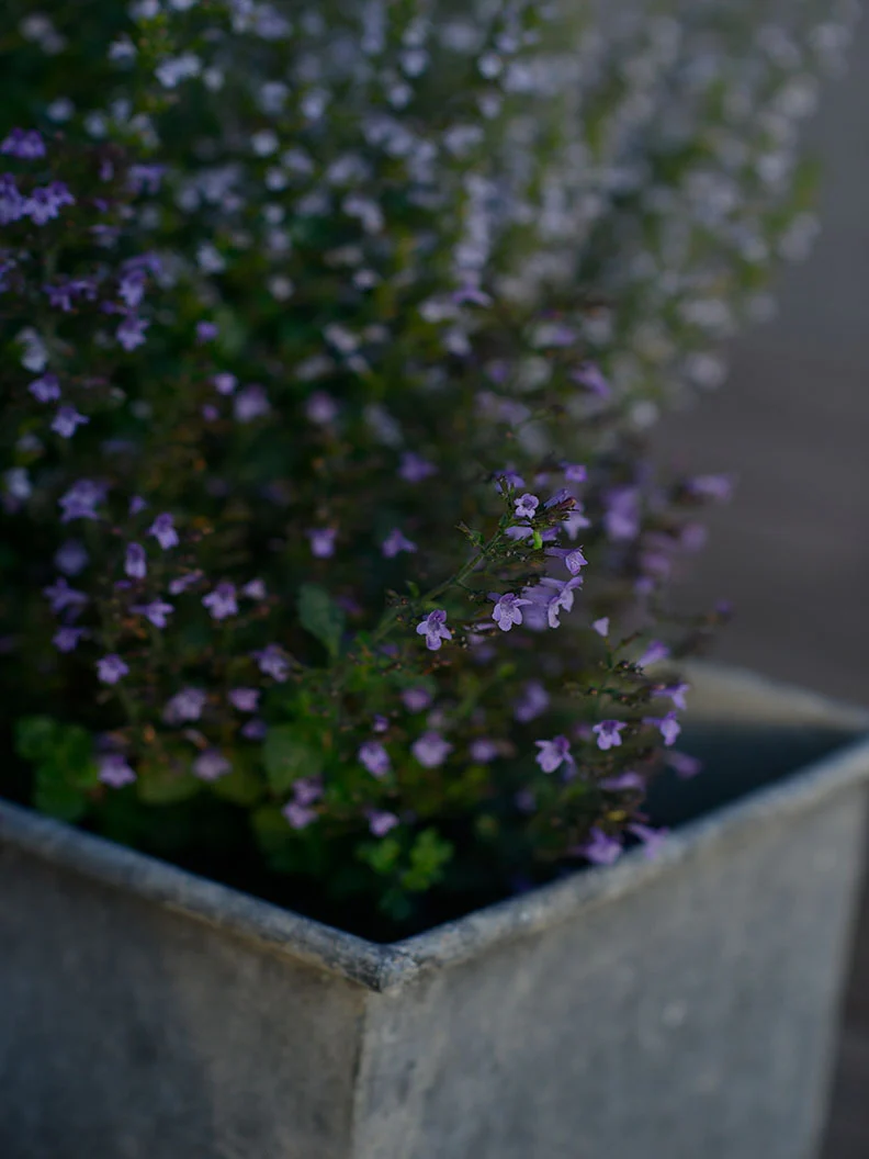 Miniatyrbild 2