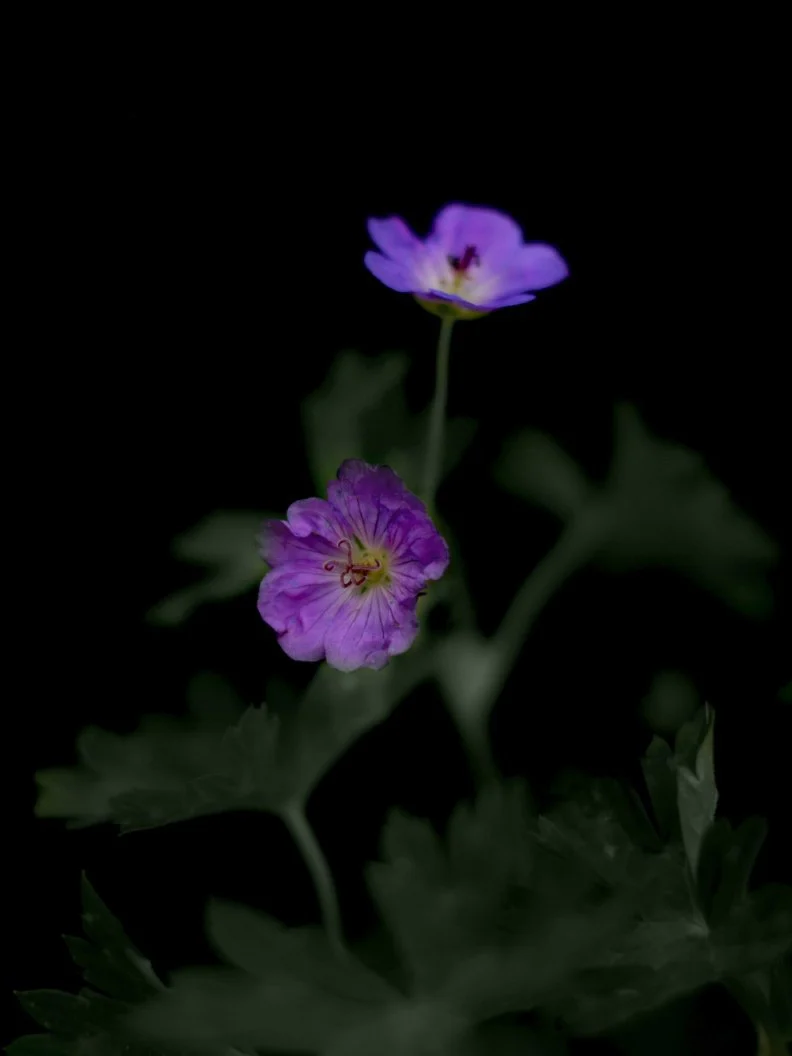 Miniatyrbild 2