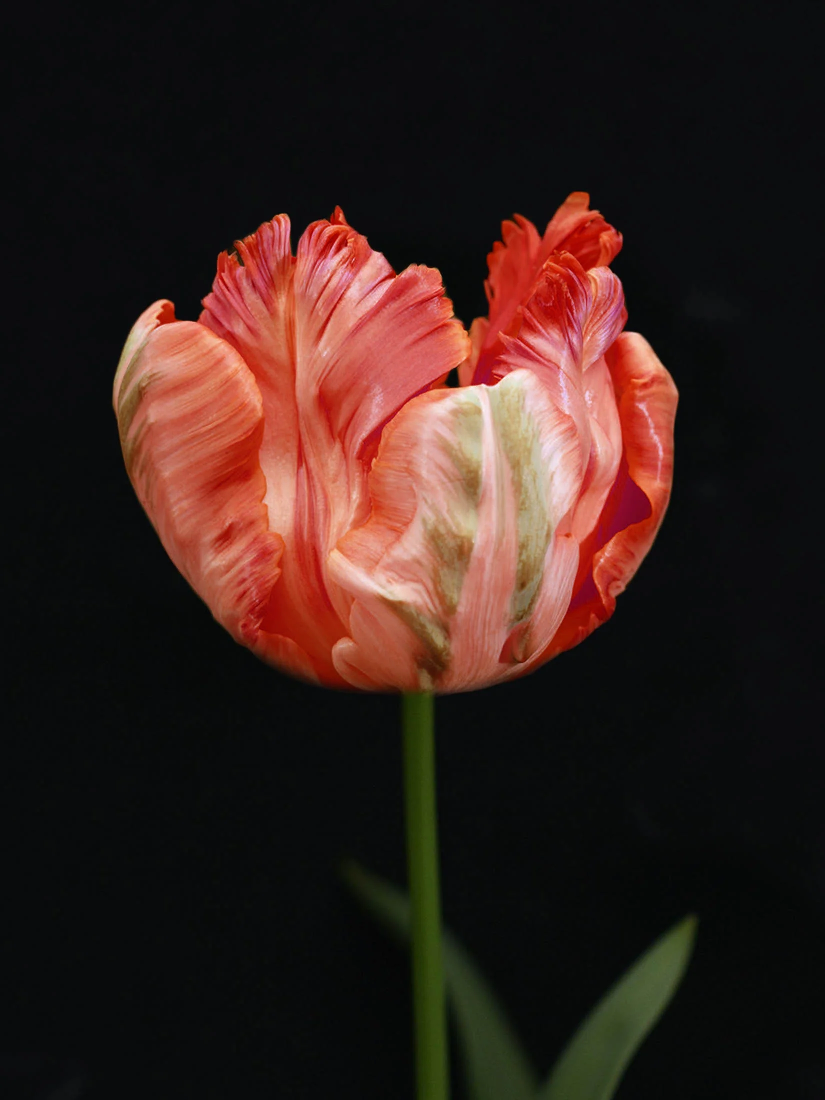 Miniatyrbild 1
