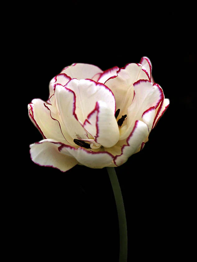 Miniatyrbild 1