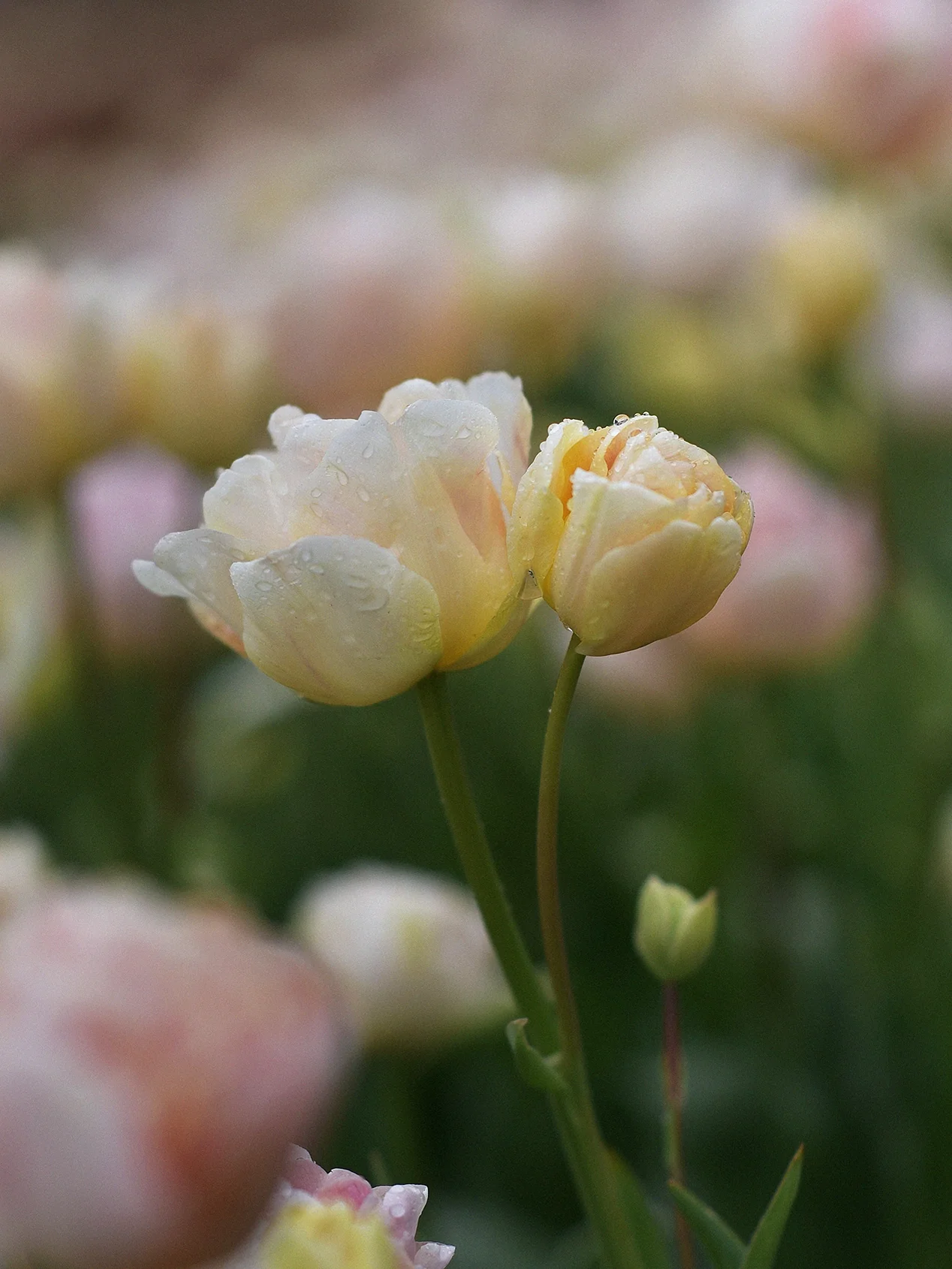 Produktbild 4