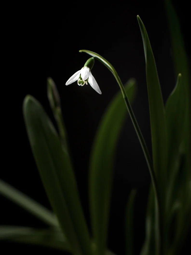 Miniatyrbild 1